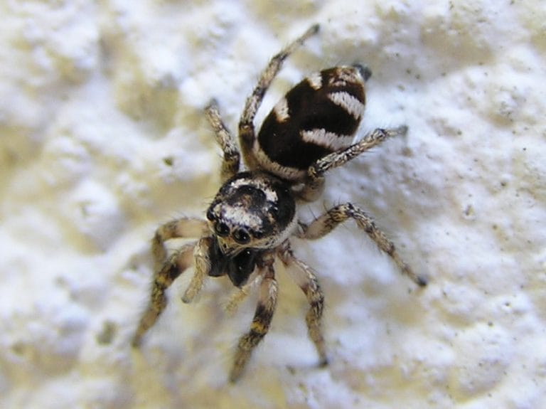 Zebra Spider Facts, Habitat, Diet, Adaptations, Pictures
