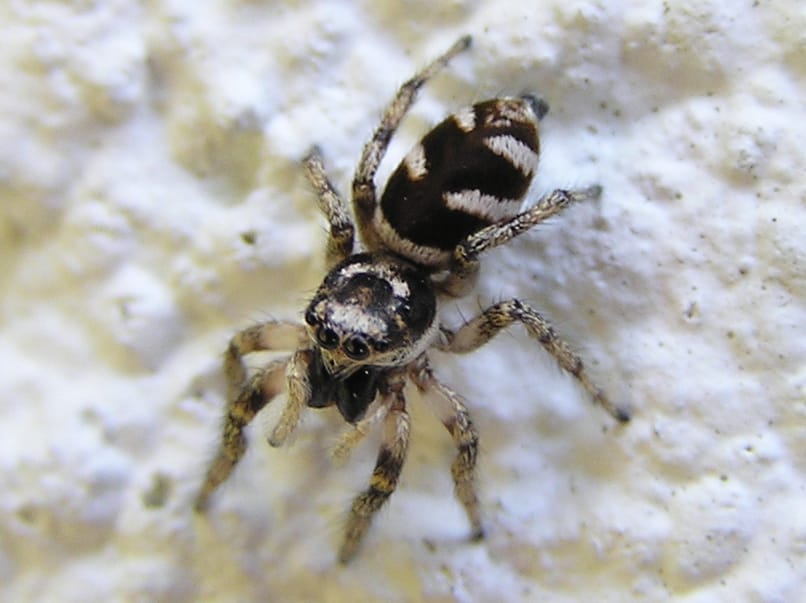 Tiny black and white striped spider - Salticus scenicus 