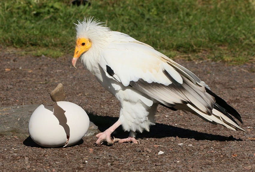 Egyptian-Vulture-Images.jpg