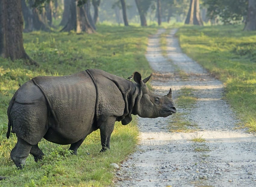 javan rhinoceros baby