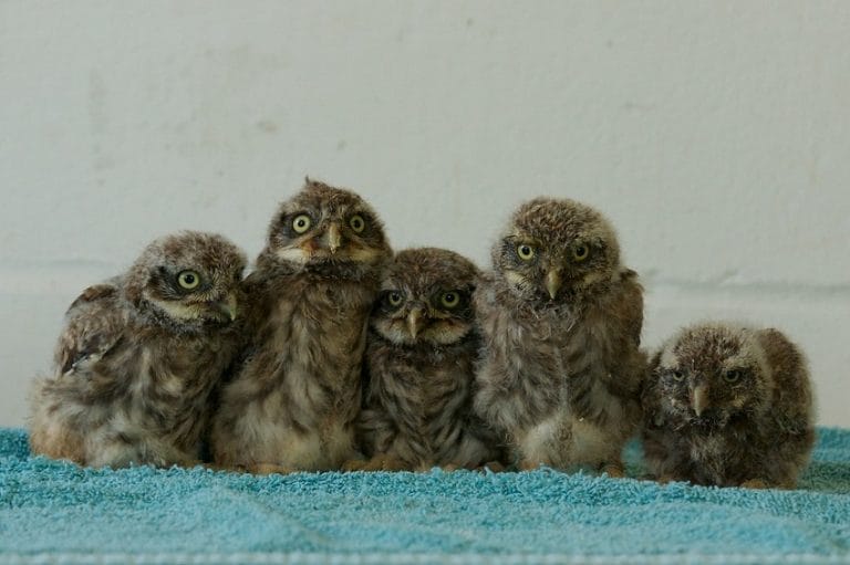 Little Owl Facts, Range, Habitat, Diet, Lifespan, Pictures