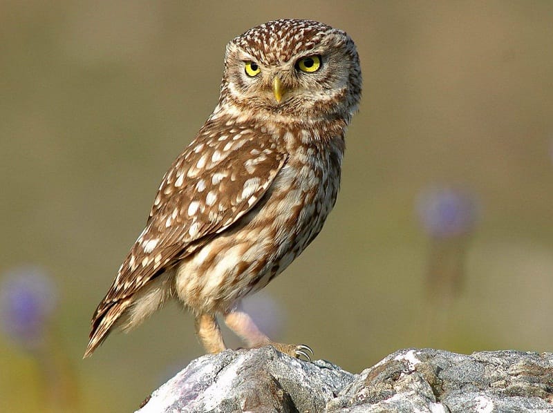 Little Owl Pictures