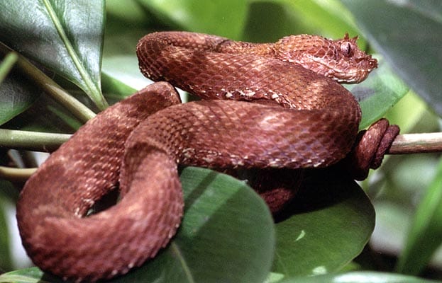 red eyelash viper snake