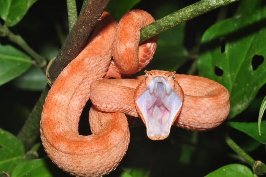 red eyelash viper snake