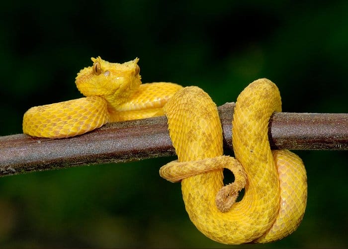 Green Bush Viper - Facts, Diet, Habitat & Pictures on