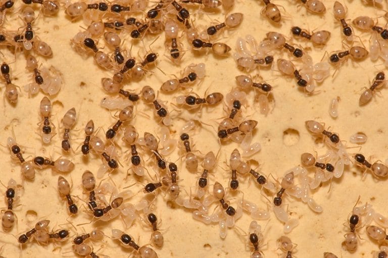 Ghost Ant Facts, Habitat, Diet, Life Cycle, Pictures