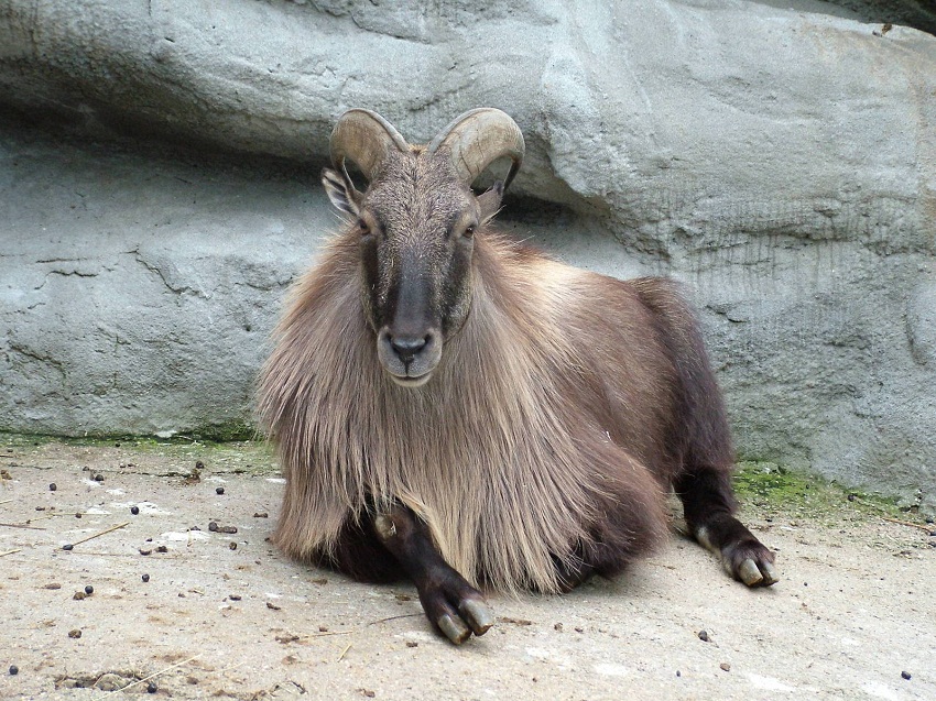 Himalayan Tahr Facts, Habitat, Diet, Life Cycle, Baby, Pictures