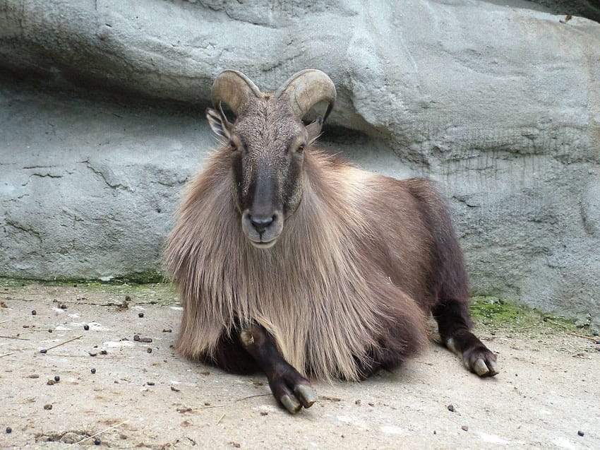 himalayan animals