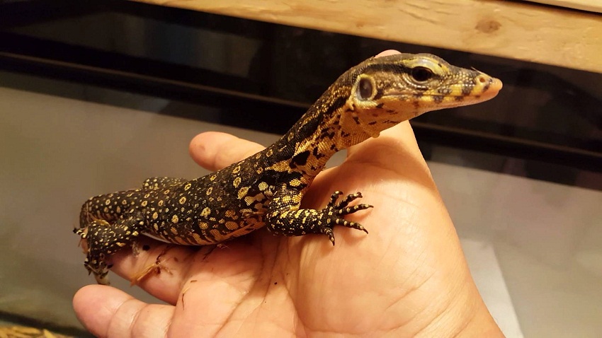 baby water monitor for sale
