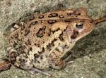 Fowler's Toad - Facts, Habitat, Diet, Life Cycle, Pictures
