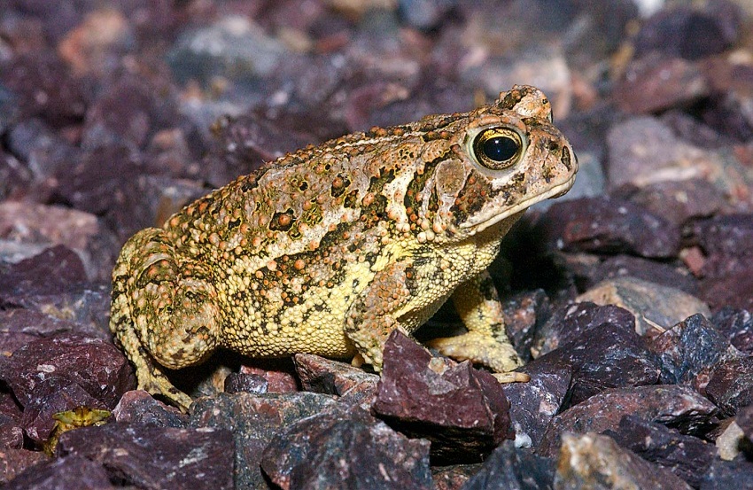 Fowler’s Toad Habitat.