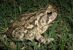 Fowler's Toad - Facts, Habitat, Diet, Life Cycle, Pictures