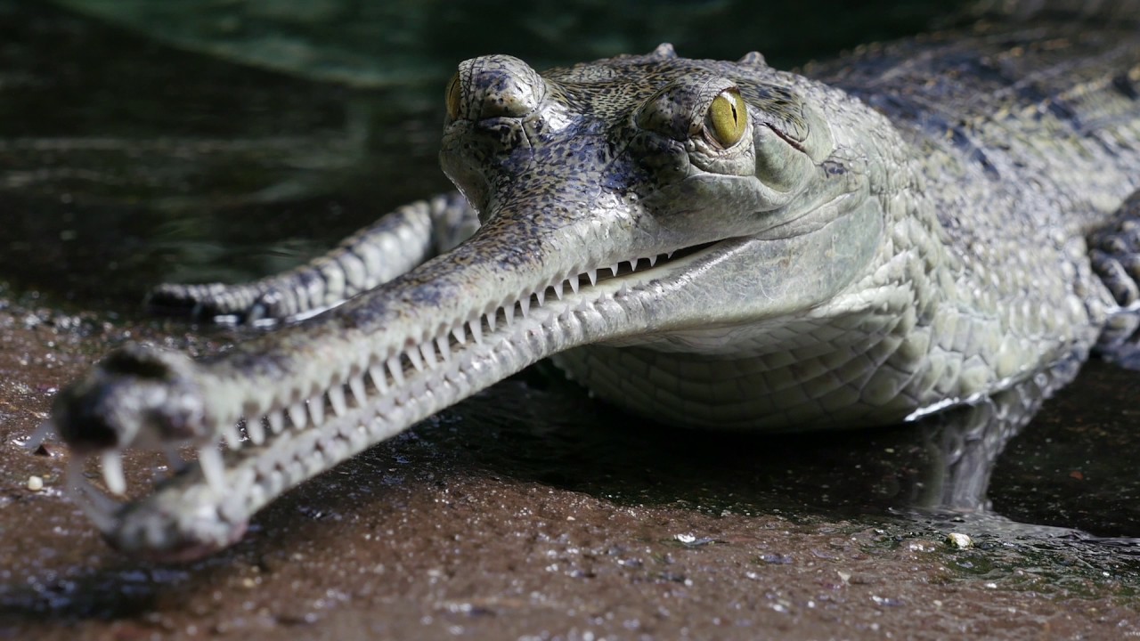 Gharial Gavial Facts Habitat Diet Life Cycle Baby Pictures