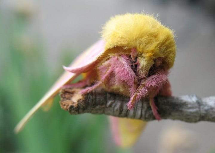 Minnesota Seasons - rosy maple moth