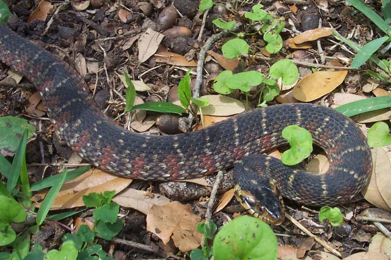 Snake Island vipers: predator or prey? - UGA Today