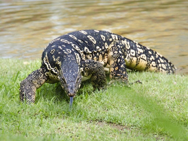Asian Water Monitor Facts Habitat Diet Life Cycle Pictures Asian Water Monitor Facts Habitat Diet Life Cycle Pictures