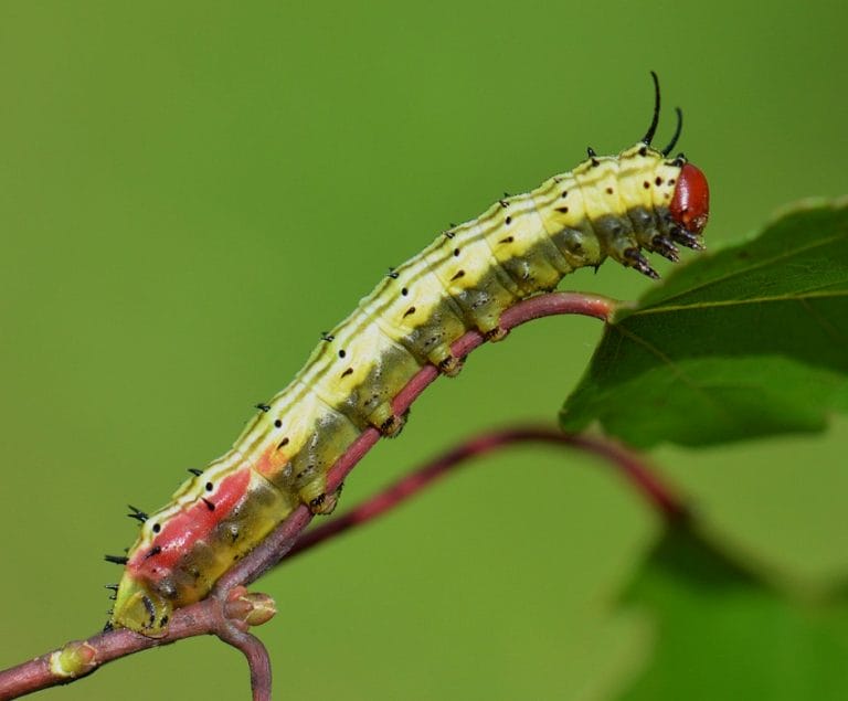 Rosy Maple Moth Facts, Habitat, Diet, Life Cycle, Pictures