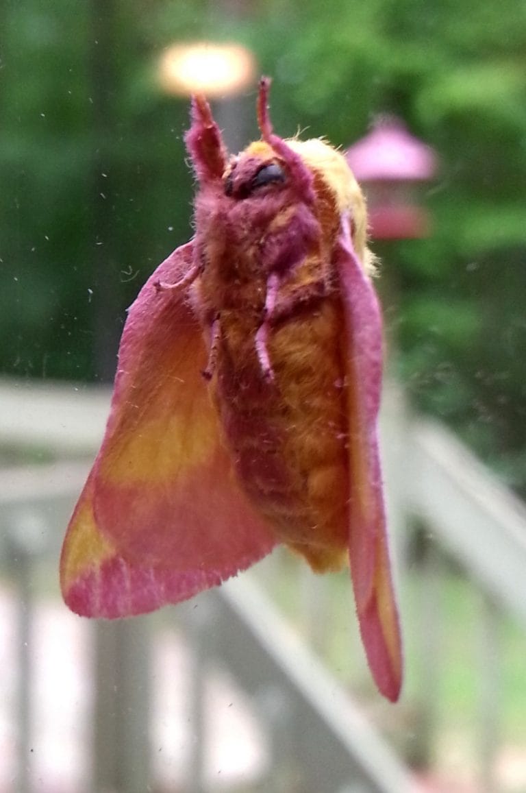 rosy maple moth stuffed animal