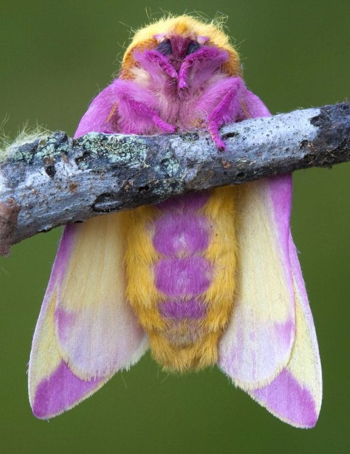 Minnesota Seasons - rosy maple moth