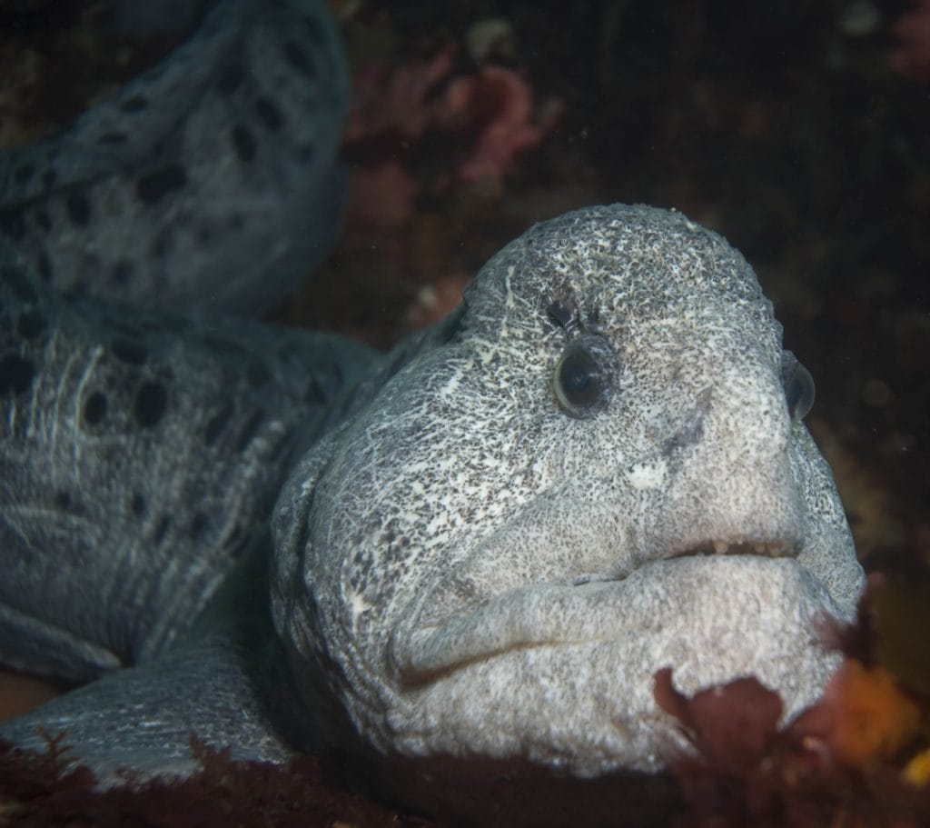 wolf fish facts wolf fish facts