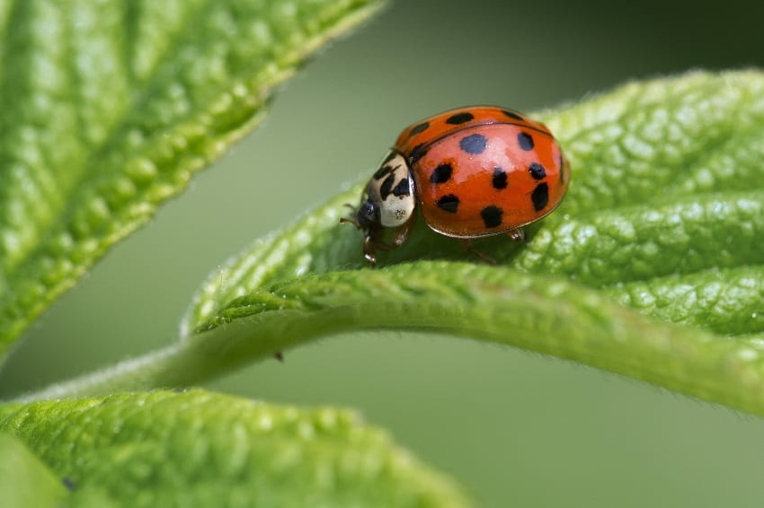 Ladybugs (Asian Beetles)