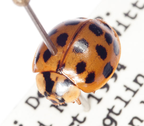 Asian Lady Beetle Facts, Habitat, Diet, Life Cycle, Baby, Pictures