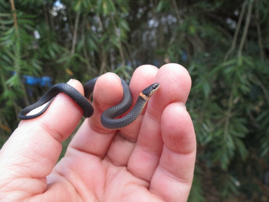 What Do Baby Ringneck Snakes Eat 