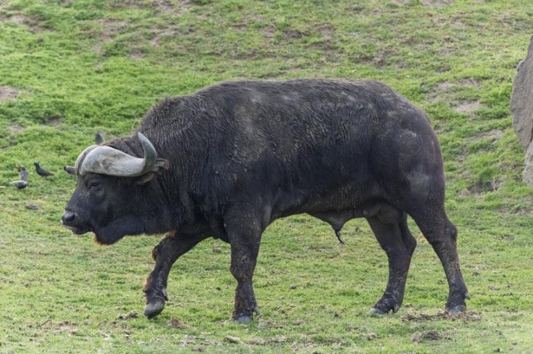 Cape Buffalo Facts Habitat Diet Life Cycle Pictures And More Cape Buffalo Images 768x511
