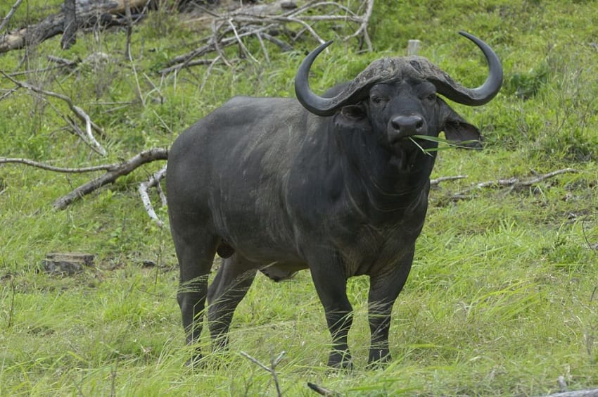 Cape Buffalo Facts, Habitat, Diet, Cycle, Pictures