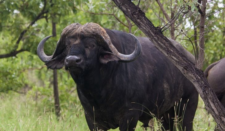 Cape Buffalo Facts, Habitat, Diet, Cycle, Pictures