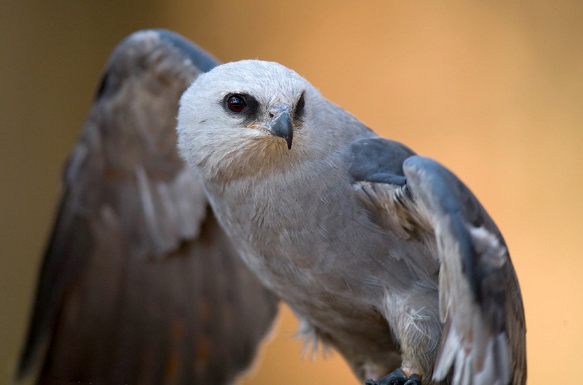 Mississippi Kite Facts, Habitat, Diet, Life Cycle, Baby, Pictures