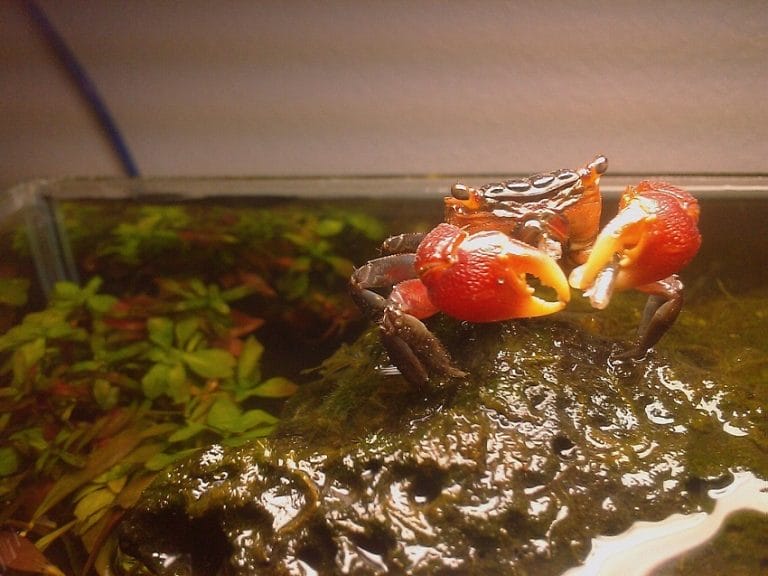 Red Claw Crab Facts, Habitat, Diet, Life Cycle, Baby, Pictures