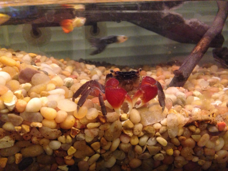 Red Claw Crab Facts, Habitat, Diet, Life Cycle, Baby, Pictures