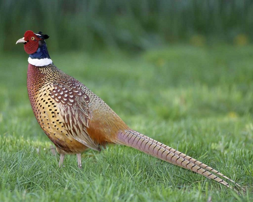 Wildlife Around Las Vegas, Birds, Ring-necked Pheasant (Phasianus colchicus)