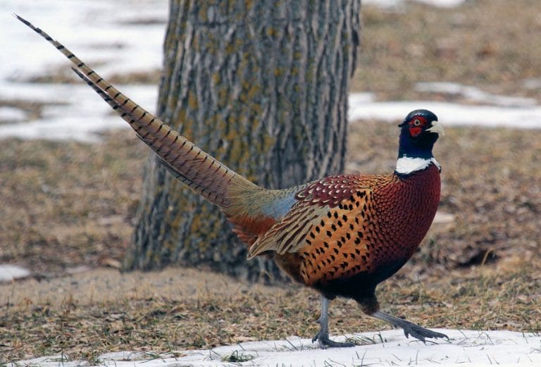 Ringneck Pheasant Facts, Habitat, Diet, Life Cycle, Baby, Pictures
