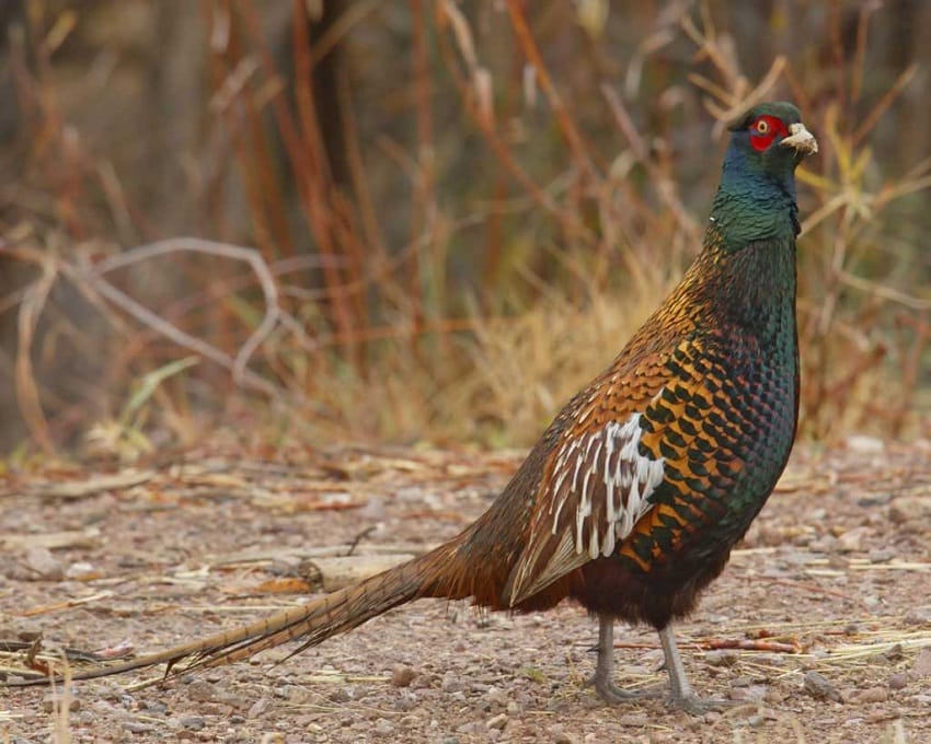 Ring-necked Pheasant  History, Information, Facts