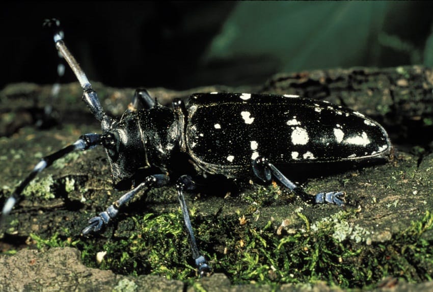 Asian Long Horned Beetle Life Cycle Development Life - vrogue.co