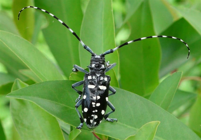 colorful horned beetle