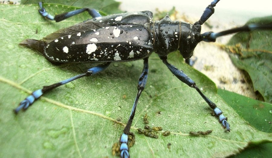 colorful horned beetle