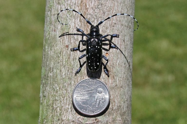 Asian LongHorned Beetle Facts, Habitat, Diet, Life Cycle, Baby, Pictures