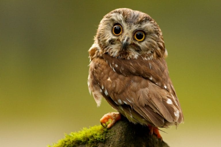 Elf Owl Facts Habitat Diet Life Cycle Pictures And More Elf Owl Facts Habitat Diet Life Cycle Pictures And More