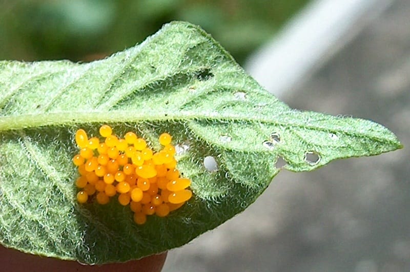 Colorado Potato Beetle Facts Habitat Diet Life Cycle Baby Pictures