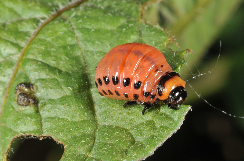 Colorado Potato Beetle Facts Habitat Diet Life Cycle Baby Pictures
