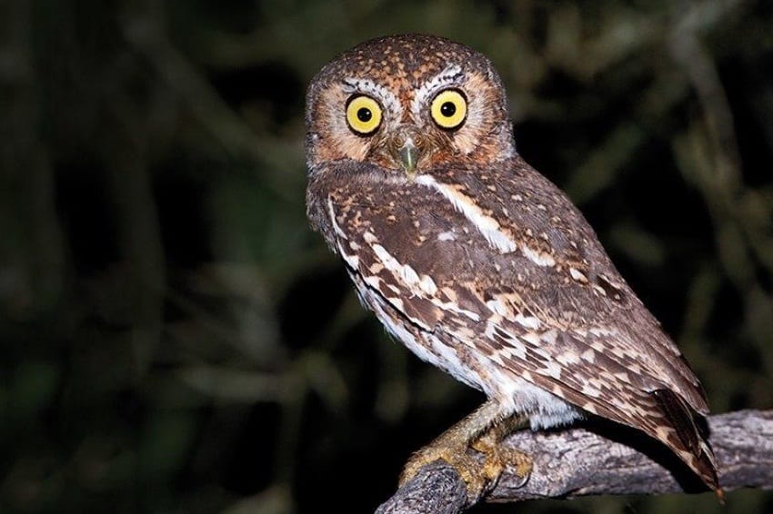 Elf Owl Facts Habitat Diet Life Cycle Pictures And More Elf Owl Facts Habitat Diet Life Cycle Pictures And More