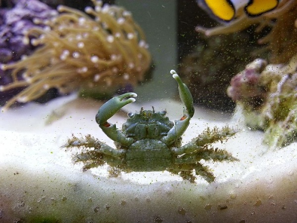 Emerald Crab Facts, Habitat, Diet, Life Cycle, Baby, Pictures