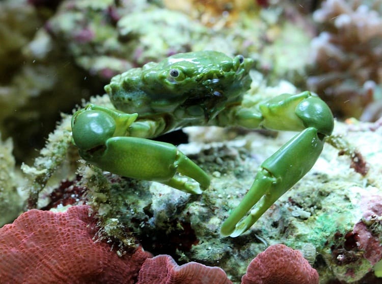 Emerald Crab Facts, Habitat, Diet, Life Cycle, Baby, Pictures