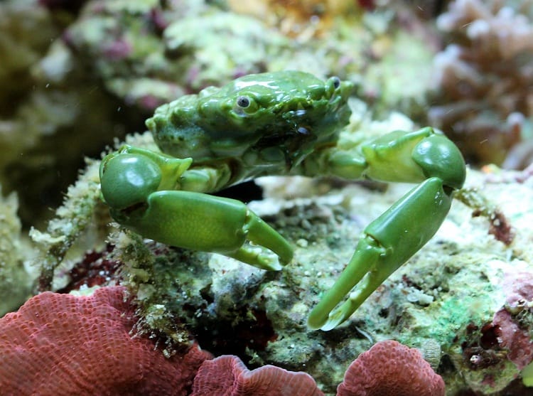 Emerald Crab Appearance