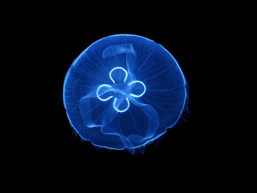 Moon Jellyfish Facts Habitat Diet Life Cycle Baby Pictures