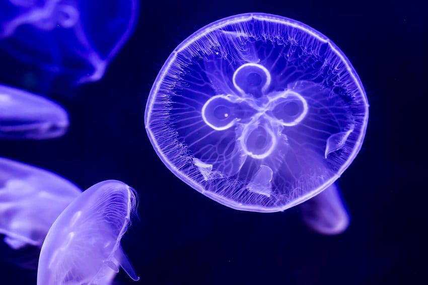 Moon Jellyfish Facts Habitat Diet Life Cycle Baby Pictures Moon Jellyfish Facts Habitat Diet Life Cycle Baby Pictures