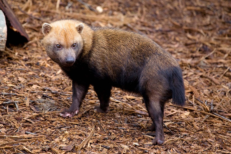 Bush Dog Facts, Habitat, Diet, Life Cycle, Baby, Pictures